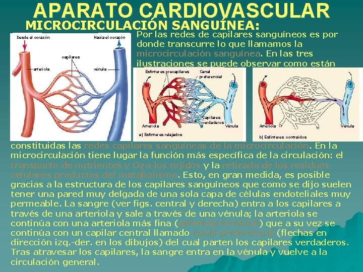 APARATO CARDIOVASCULAR MICROCIRCULACIÓN SANGUÍNEA: Desde el corazón Hacia el corazón capilares arteriola vénula Por APARATO CARDIOVASCULAR MICROCIRCULACIÓN SANGUÍNEA: Desde el corazón Hacia el corazón capilares arteriola vénula Por