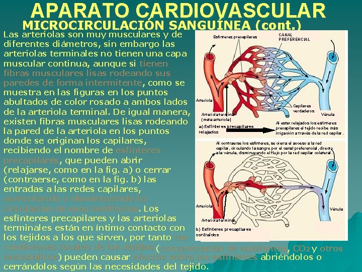 APARATO CARDIOVASCULAR MICROCIRCULACIÓN SANGUÍNEA (cont. ) CANAL Las arteriolas son muy musculares y de APARATO CARDIOVASCULAR MICROCIRCULACIÓN SANGUÍNEA (cont. ) CANAL Las arteriolas son muy musculares y de
