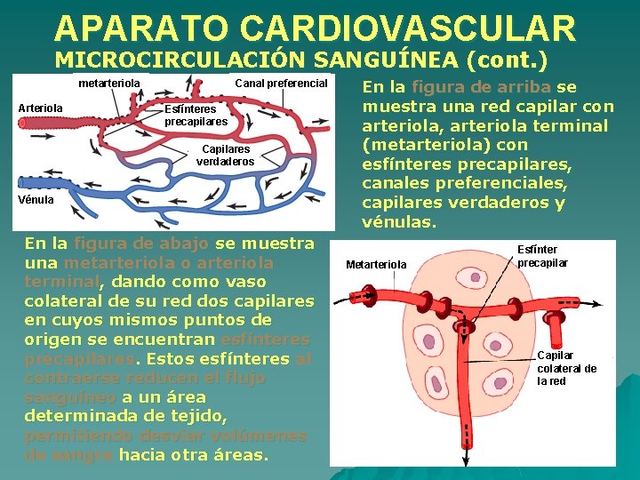 APARATO CARDIOVASCULAR MICROCIRCULACIÓN SANGUÍNEA (cont. ) metarteriola Arteriola Canal preferencial Esfínteres precapilares Capilares verdaderos APARATO CARDIOVASCULAR MICROCIRCULACIÓN SANGUÍNEA (cont. ) metarteriola Arteriola Canal preferencial Esfínteres precapilares Capilares verdaderos