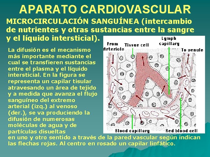 APARATO CARDIOVASCULAR MICROCIRCULACIÓN SANGUÍNEA (intercambio de nutrientes y otras sustancias entre la sangre y APARATO CARDIOVASCULAR MICROCIRCULACIÓN SANGUÍNEA (intercambio de nutrientes y otras sustancias entre la sangre y