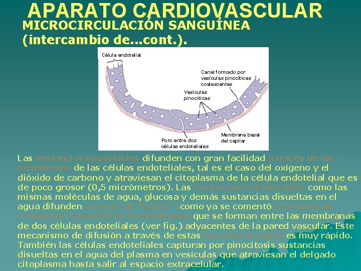 APARATO CARDIOVASCULAR MICROCIRCULACIÓN SANGUÍNEA (intercambio de. . . cont. ). Célula endotelial Canal formado APARATO CARDIOVASCULAR MICROCIRCULACIÓN SANGUÍNEA (intercambio de. . . cont. ). Célula endotelial Canal formado