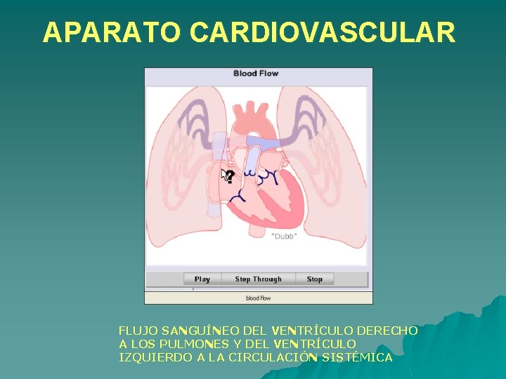 APARATO CARDIOVASCULAR FLUJO SANGUÍNEO DEL VENTRÍCULO DERECHO A LOS PULMONES Y DEL VENTRÍCULO IZQUIERDO APARATO CARDIOVASCULAR FLUJO SANGUÍNEO DEL VENTRÍCULO DERECHO A LOS PULMONES Y DEL VENTRÍCULO IZQUIERDO
