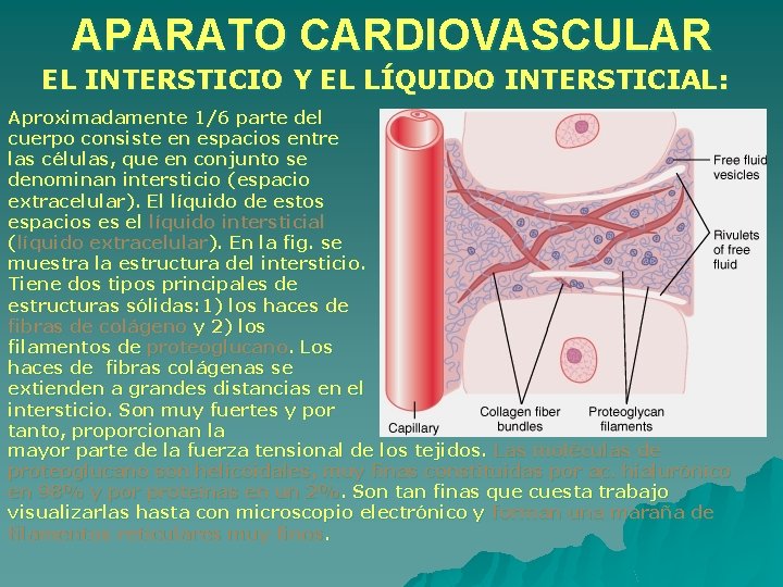 APARATO CARDIOVASCULAR EL INTERSTICIO Y EL LÍQUIDO INTERSTICIAL: Aproximadamente 1/6 parte del cuerpo consiste APARATO CARDIOVASCULAR EL INTERSTICIO Y EL LÍQUIDO INTERSTICIAL: Aproximadamente 1/6 parte del cuerpo consiste