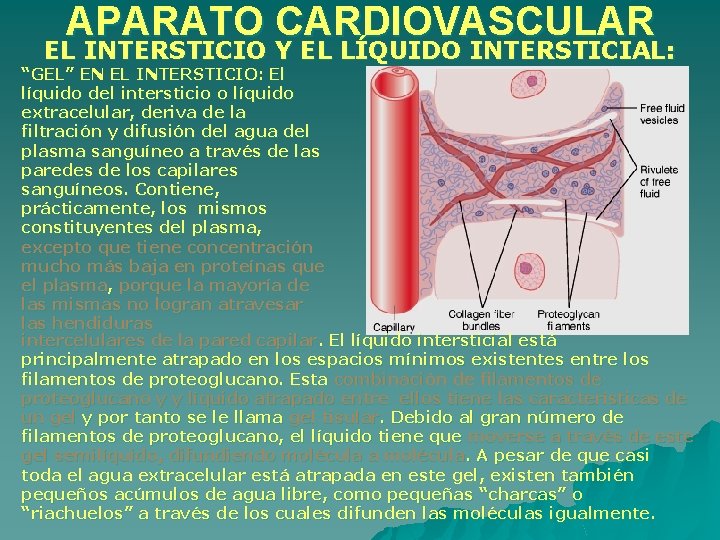 APARATO CARDIOVASCULAR EL INTERSTICIO Y EL LÍQUIDO INTERSTICIAL: “GEL” EN EL INTERSTICIO: El líquido APARATO CARDIOVASCULAR EL INTERSTICIO Y EL LÍQUIDO INTERSTICIAL: “GEL” EN EL INTERSTICIO: El líquido