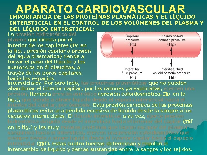APARATO CARDIOVASCULAR IMPORTANCIA DE LAS PROTEÍNAS PLASMÁTICAS Y EL LÍQUIDO INTERSTICIAL EN EL CONTROL APARATO CARDIOVASCULAR IMPORTANCIA DE LAS PROTEÍNAS PLASMÁTICAS Y EL LÍQUIDO INTERSTICIAL EN EL CONTROL
