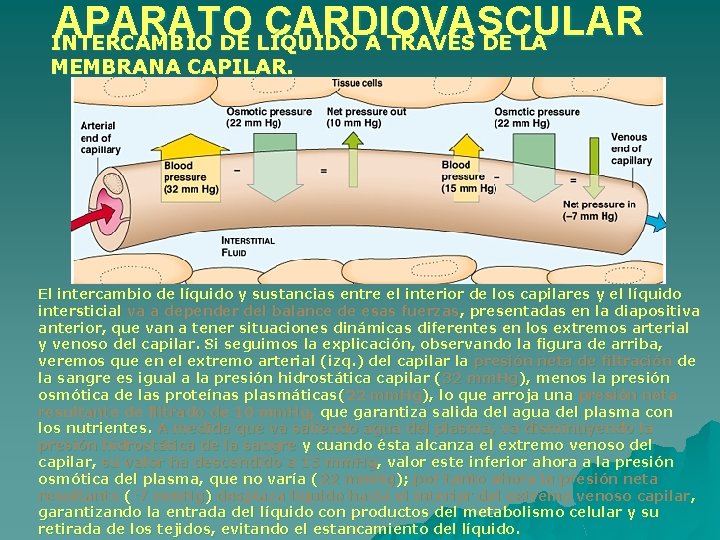 APARATO CARDIOVASCULAR INTERCAMBIO DE LÍQUIDO A TRAVÉS DE LA MEMBRANA CAPILAR. El intercambio de APARATO CARDIOVASCULAR INTERCAMBIO DE LÍQUIDO A TRAVÉS DE LA MEMBRANA CAPILAR. El intercambio de