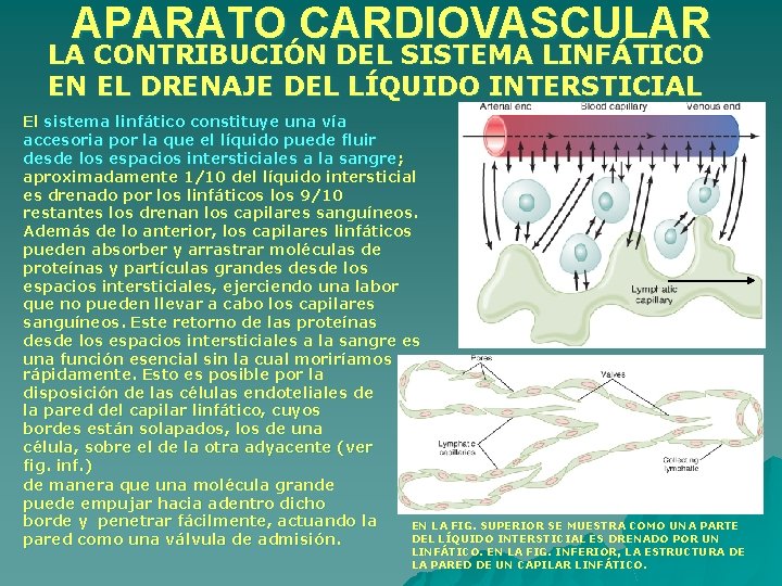 APARATO CARDIOVASCULAR LA CONTRIBUCIÓN DEL SISTEMA LINFÁTICO EN EL DRENAJE DEL LÍQUIDO INTERSTICIAL El APARATO CARDIOVASCULAR LA CONTRIBUCIÓN DEL SISTEMA LINFÁTICO EN EL DRENAJE DEL LÍQUIDO INTERSTICIAL El