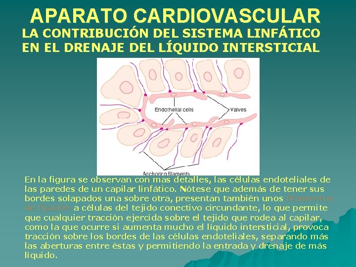 APARATO CARDIOVASCULAR LA CONTRIBUCIÓN DEL SISTEMA LINFÁTICO EN EL DRENAJE DEL LÍQUIDO INTERSTICIAL En APARATO CARDIOVASCULAR LA CONTRIBUCIÓN DEL SISTEMA LINFÁTICO EN EL DRENAJE DEL LÍQUIDO INTERSTICIAL En