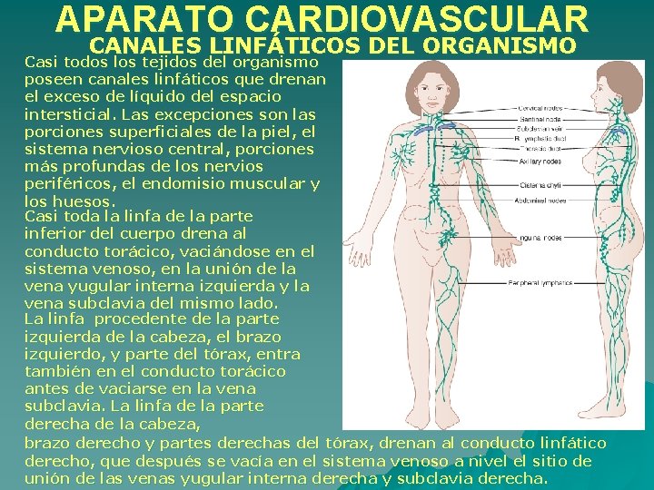 APARATO CARDIOVASCULAR CANALES LINFÁTICOS DEL ORGANISMO Casi todos los tejidos del organismo poseen canales APARATO CARDIOVASCULAR CANALES LINFÁTICOS DEL ORGANISMO Casi todos los tejidos del organismo poseen canales