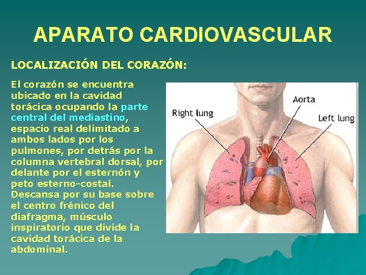 APARATO CARDIOVASCULAR LOCALIZACIÓN DEL CORAZÓN: El corazón se encuentra ubicado en la cavidad torácica APARATO CARDIOVASCULAR LOCALIZACIÓN DEL CORAZÓN: El corazón se encuentra ubicado en la cavidad torácica
