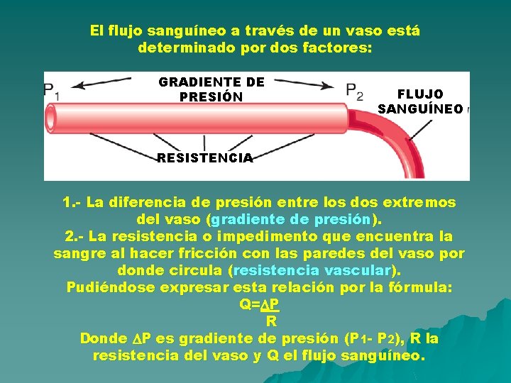El flujo sanguíneo a través de un vaso está determinado por dos factores: GRADIENTE El flujo sanguíneo a través de un vaso está determinado por dos factores: GRADIENTE