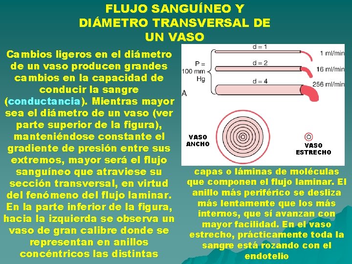 FLUJO SANGUÍNEO Y DIÁMETRO TRANSVERSAL DE UN VASO Cambios ligeros en el diámetro de FLUJO SANGUÍNEO Y DIÁMETRO TRANSVERSAL DE UN VASO Cambios ligeros en el diámetro de