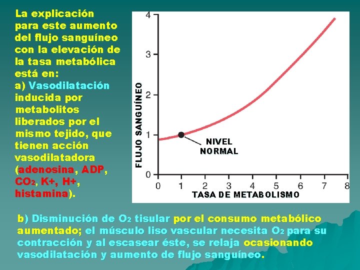 FLUJO SANGUÍNEO La explicación para este aumento del flujo sanguíneo con la elevación de FLUJO SANGUÍNEO La explicación para este aumento del flujo sanguíneo con la elevación de