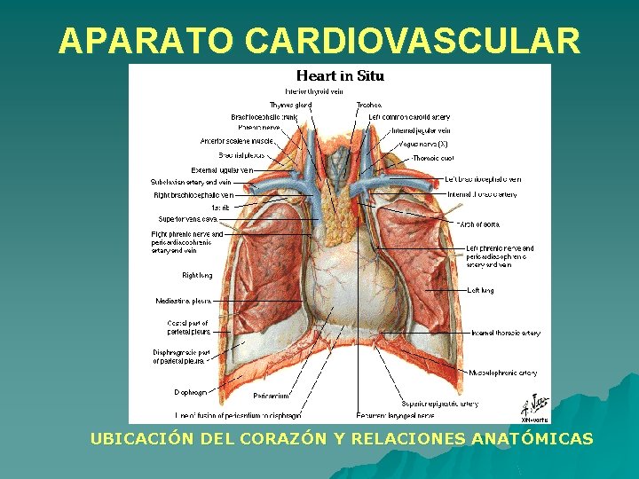 APARATO CARDIOVASCULAR UBICACIÓN DEL CORAZÓN Y RELACIONES ANATÓMICAS APARATO CARDIOVASCULAR UBICACIÓN DEL CORAZÓN Y RELACIONES ANATÓMICAS