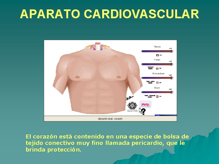 APARATO CARDIOVASCULAR El corazón está contenido en una especie de bolsa de tejido conectivo APARATO CARDIOVASCULAR El corazón está contenido en una especie de bolsa de tejido conectivo