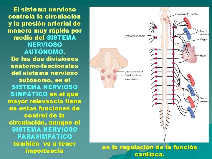 El sistema nervioso controla la circulación y la presión arterial de manera muy rápida El sistema nervioso controla la circulación y la presión arterial de manera muy rápida