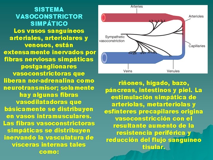 SISTEMA VASOCONSTRICTOR SIMPÁTICO Los vasos sanguíneos arteriales, arteriolares y venosos, están extensamente inervados por SISTEMA VASOCONSTRICTOR SIMPÁTICO Los vasos sanguíneos arteriales, arteriolares y venosos, están extensamente inervados por