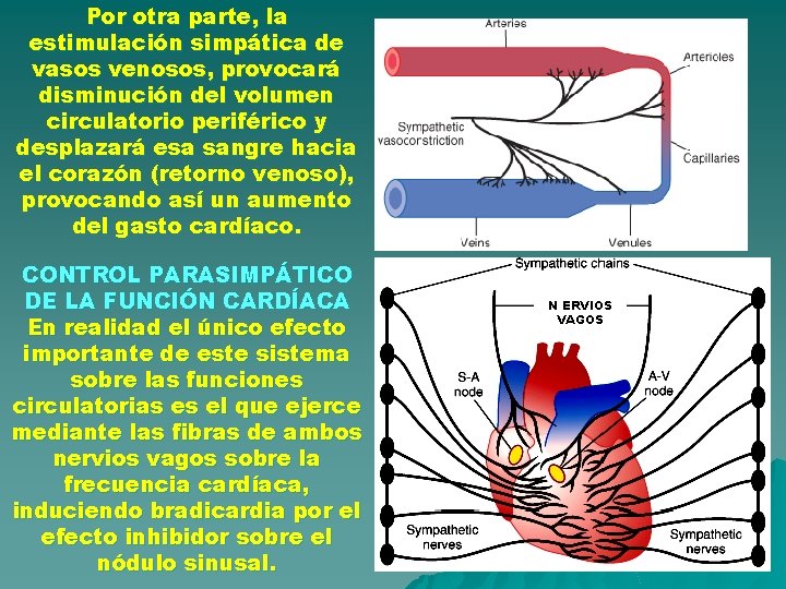 Por otra parte, la estimulación simpática de vasos venosos, provocará disminución del volumen circulatorio Por otra parte, la estimulación simpática de vasos venosos, provocará disminución del volumen circulatorio