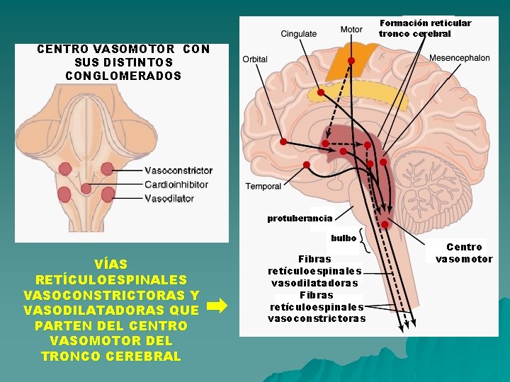 Formación reticular tronco cerebral CENTRO VASOMOTOR CON SUS DISTINTOS CONGLOMERADOS protuberancia bulbo VÍAS RETÍCULOESPINALES Formación reticular tronco cerebral CENTRO VASOMOTOR CON SUS DISTINTOS CONGLOMERADOS protuberancia bulbo VÍAS RETÍCULOESPINALES