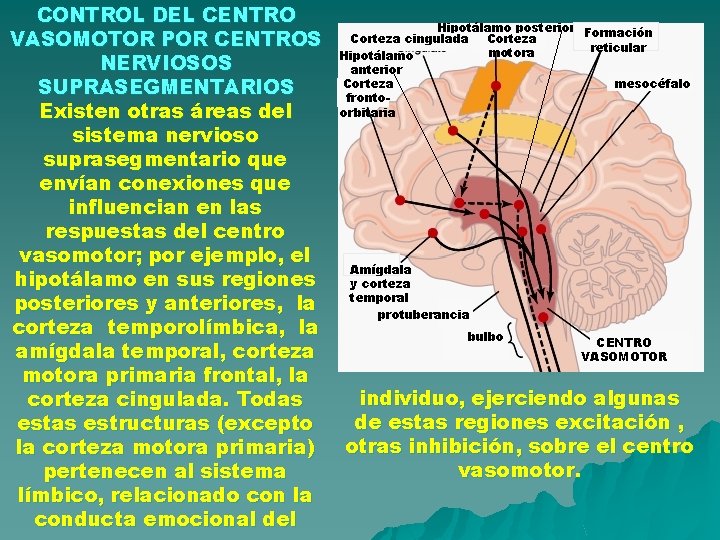 CONTROL DEL CENTRO VASOMOTOR POR CENTROS NERVIOSOS SUPRASEGMENTARIOS Existen otras áreas del sistema nervioso CONTROL DEL CENTRO VASOMOTOR POR CENTROS NERVIOSOS SUPRASEGMENTARIOS Existen otras áreas del sistema nervioso