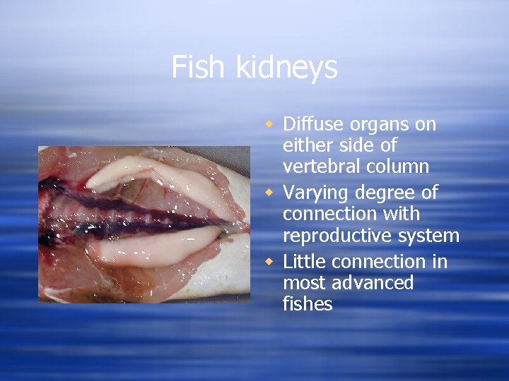 Fish kidneys w Diffuse organs on either side of vertebral column w Varying degree