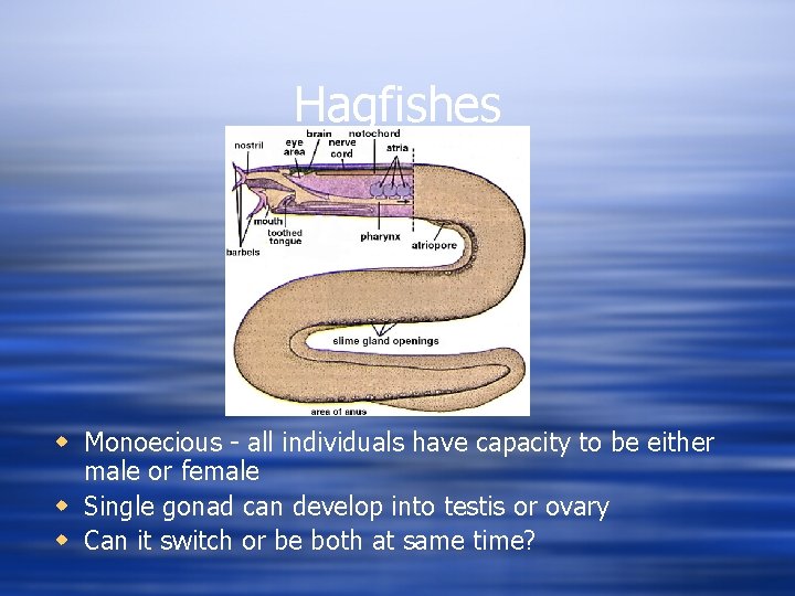 Hagfishes w Monoecious - all individuals have capacity to be either male or female