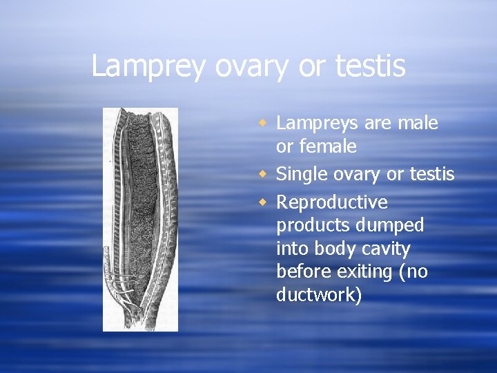 Lamprey ovary or testis w Lampreys are male or female w Single ovary or