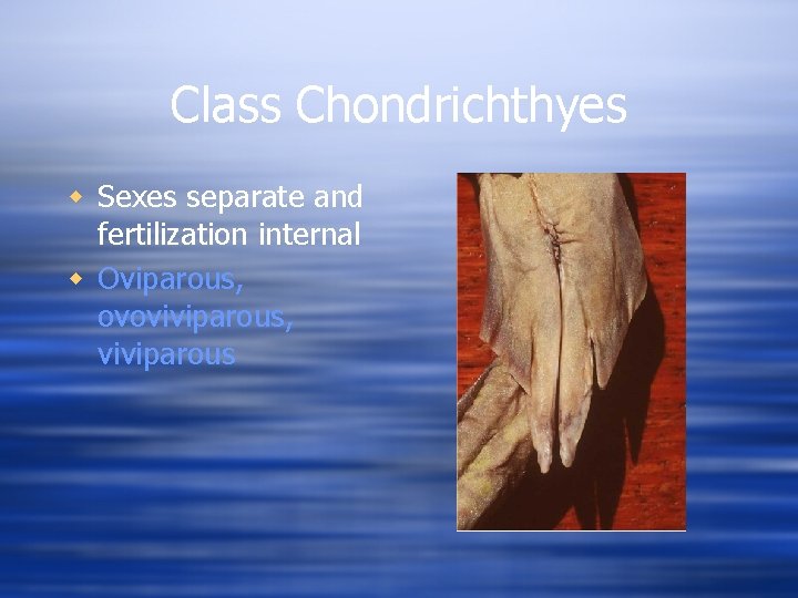 Class Chondrichthyes w Sexes separate and fertilization internal w Oviparous, ovoviviparous, viviparous 