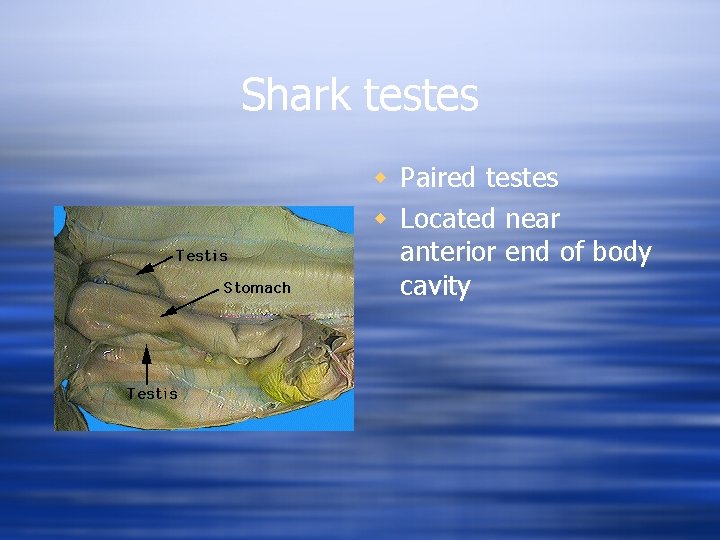 Shark testes w Paired testes w Located near anterior end of body cavity 