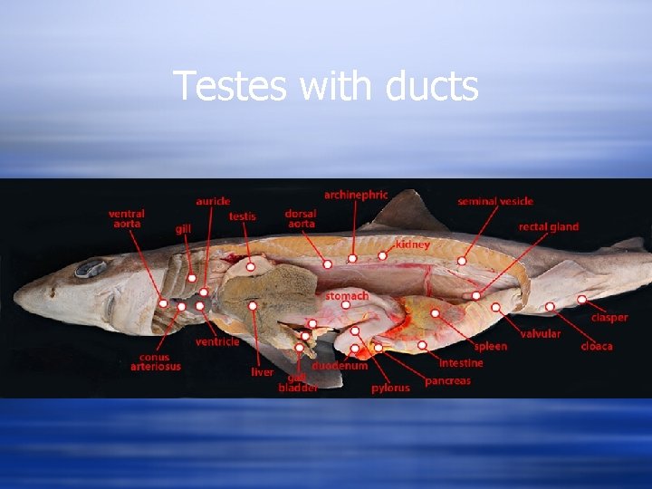 Testes with ducts 