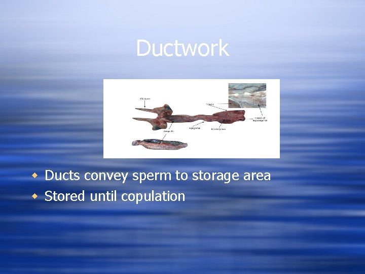 Ductwork w Ducts convey sperm to storage area w Stored until copulation 