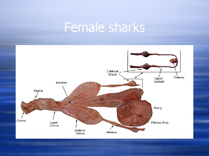 Female sharks 