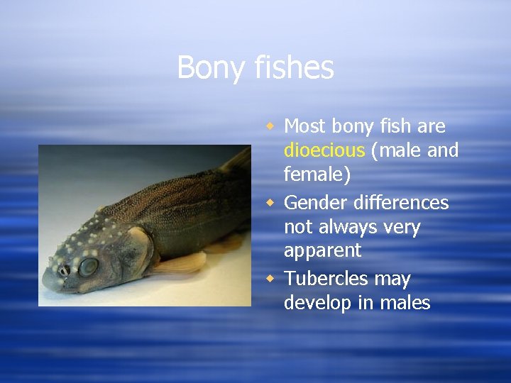 Bony fishes w Most bony fish are dioecious (male and female) w Gender differences