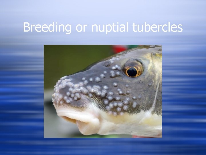 Breeding or nuptial tubercles 