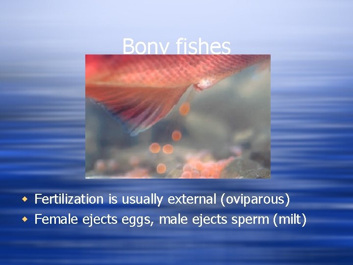 Bony fishes w Fertilization is usually external (oviparous) w Female ejects eggs, male ejects