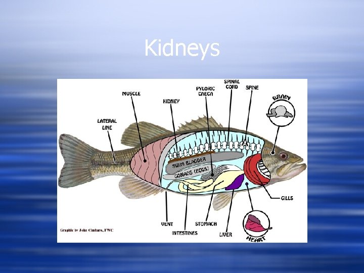 Kidneys 