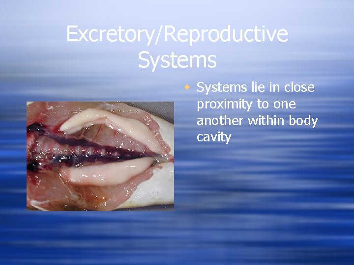 Excretory/Reproductive Systems w Systems lie in close proximity to one another within body cavity