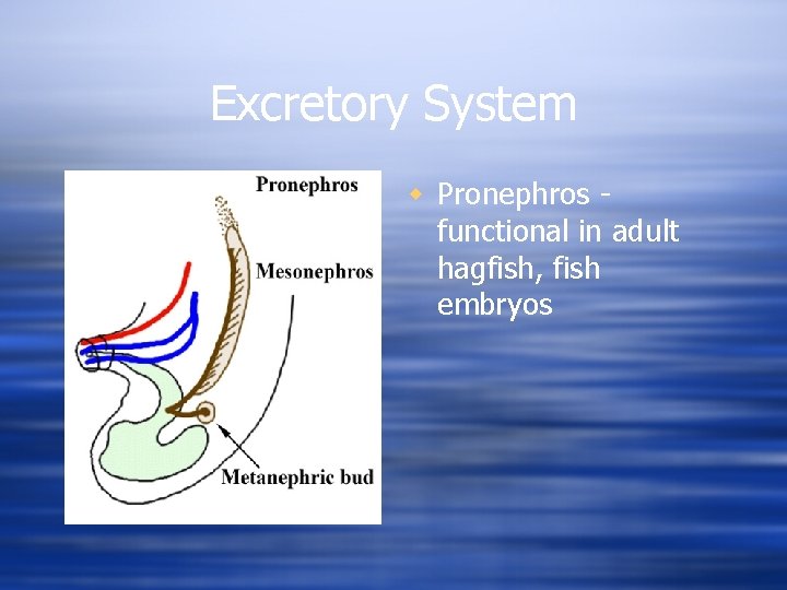 Excretory System w Pronephros functional in adult hagfish, fish embryos 