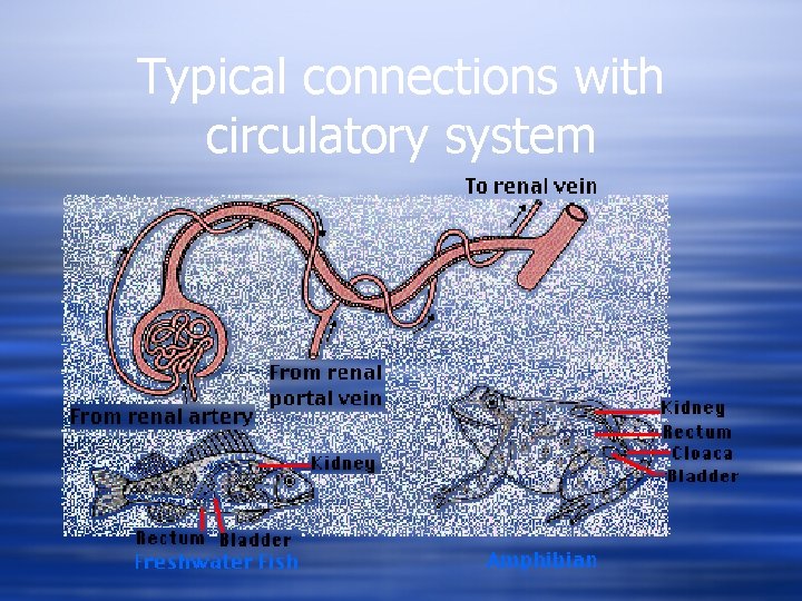 Typical connections with circulatory system 