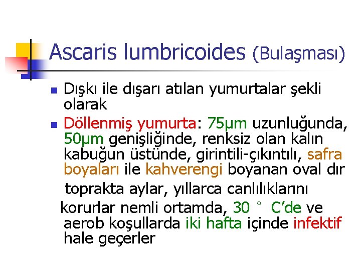 Ascaris lumbricoides (Bulaşması) Dışkı ile dışarı atılan yumurtalar şekli olarak n Döllenmiş yumurta: 75µm