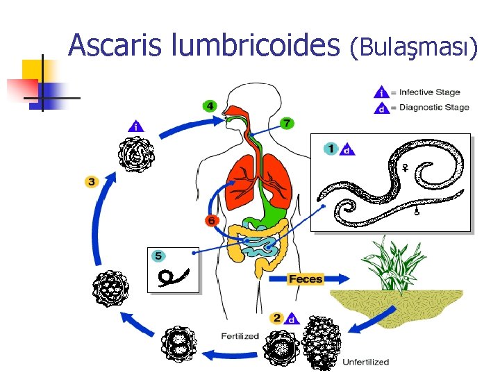Ascaris lumbricoides (Bulaşması) 