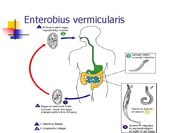 Enterobius vermicularis 