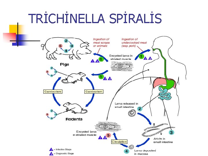 TRİCHİNELLA SPİRALİS 