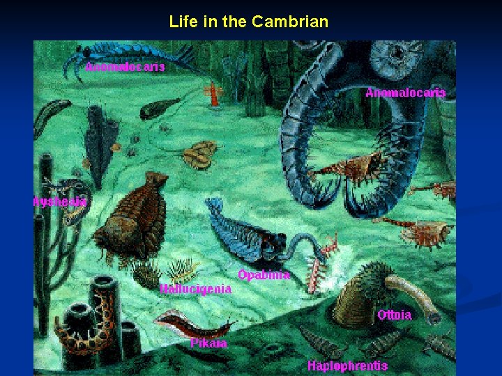 Life in the Cambrian 