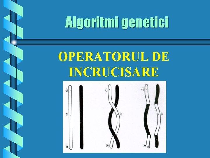 Algoritmi genetici OPERATORUL DE INCRUCISARE 