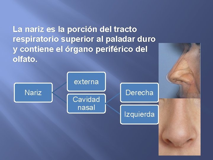 La nariz es la porción del tracto respiratorio superior al paladar duro y contiene