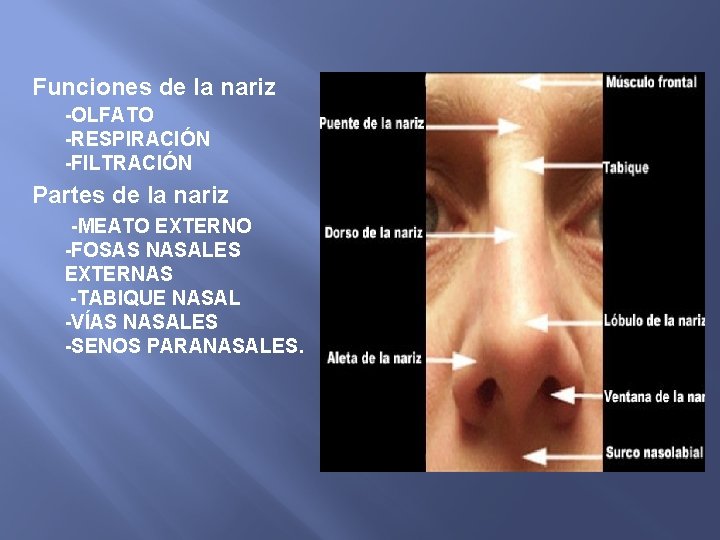 Funciones de la nariz -OLFATO -RESPIRACIÓN -FILTRACIÓN Partes de la nariz -MEATO EXTERNO -FOSAS