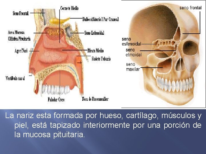 La nariz esta formada por hueso, cartílago, músculos y piel, está tapizado interiormente por