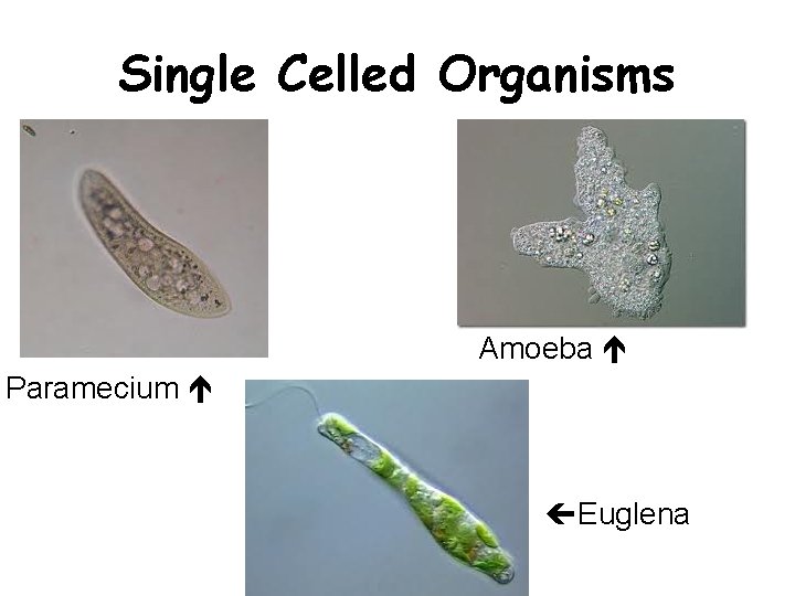 Single Celled Organisms Amoeba Paramecium Euglena 