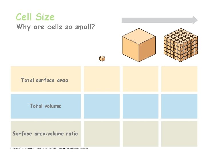 Cell Size Why are cells so small? Total surface area Total volume Surface area: